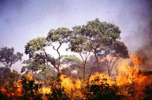 kebakaran-hutan-indonesia