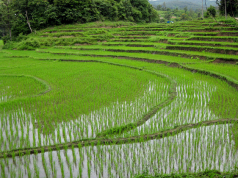 Rice fields Chiang Mai