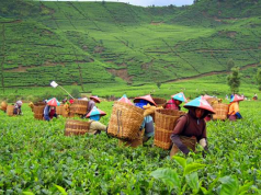ekspor teh menurun