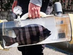 Tas Ikan Portable Akan Dirilis Di Jepang