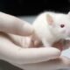 Inilah Alasan Mengapa Tikus Selalu Jadi Objek Utama Eksperimen Ilmiah