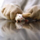 Inilah Alasan Mengapa Tikus Selalu Jadi Objek Utama Eksperimen Ilmiah