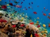 1.550 Tanaman dan Hewan Laut Terancam Punah Akibat Aktivitas Manusia