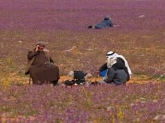 Melihat Penyebab Bunga Lavender Mendadak Tumbuh di Gurun Pasir