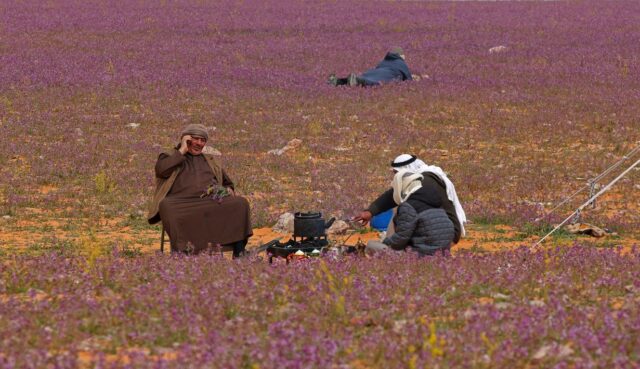 Melihat Penyebab Bunga Lavender Mendadak Tumbuh di Gurun Pasir