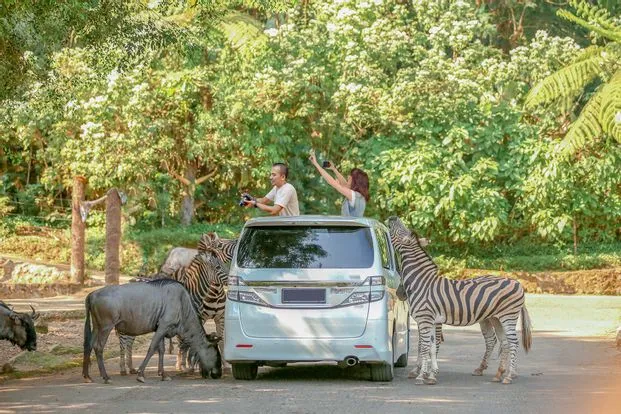 Tips Aman Saat Menikmati Wisata Taman Safari Journey