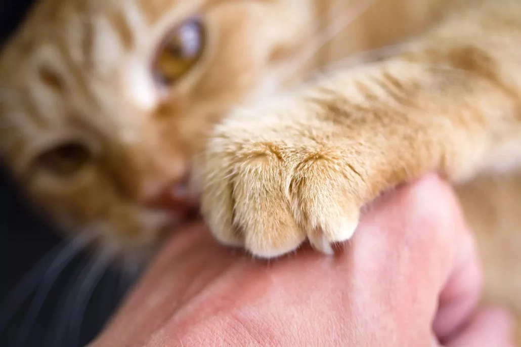 Kenali Cat Scratch Disease, Penyakit yang Ditularkan Kucing