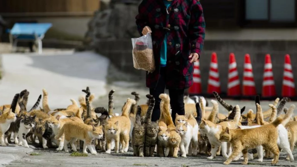 Kucing Menggerakkan Roda Perekonomian Jepang Hingga Triliunan Yen ‘Nekonomi’