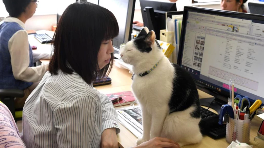 Kucing Menggerakkan Roda Perekonomian Jepang Hingga Triliunan Yen ‘Nekonomi’