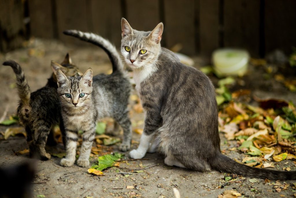 Pemerintah Australia Gunakan Racun untuk Basmi Kucing Liar