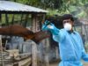 Kemenkes RI Peringatkan Waspada Virus Nipah, Simak Gejalanya